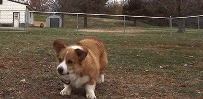 La reacción de tu perro cuando le preguntas si quiere comer algo comer algo,perro,reacción
