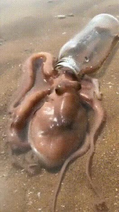 calamar,decidir,botella,casa