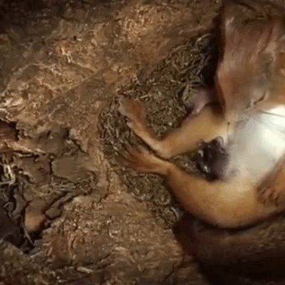 el milagro de la vida