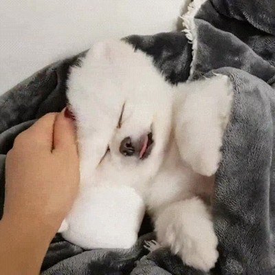 domingo,perro,despertar