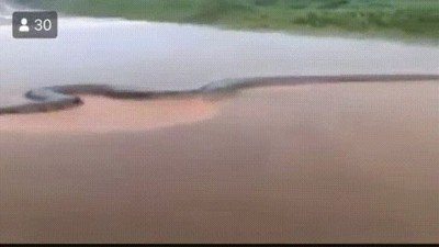 Enlace a Una anaconda de 10 metros que ha sido encontrada en Brasil