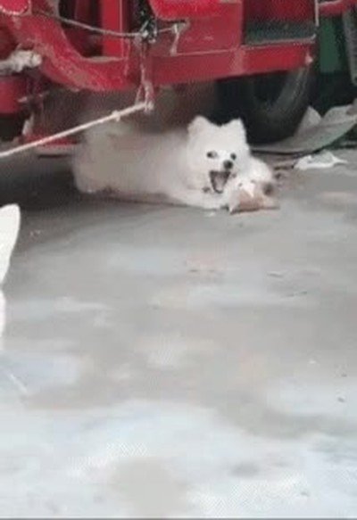 cuernos,perro,gato,restregar