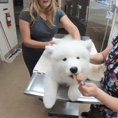 truco,distraer,inyeccion,perro