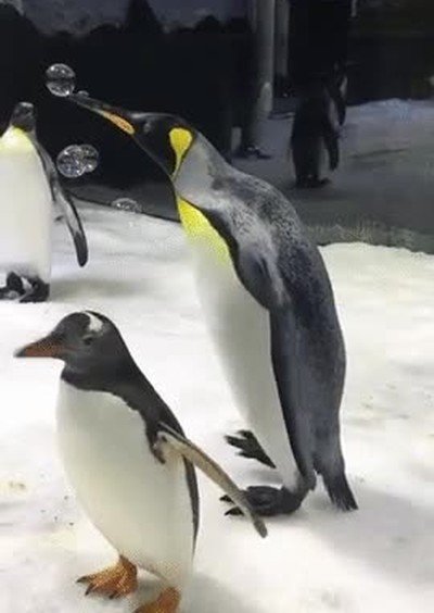 Enlace a El Messi de los pingüinos haciendo malabares con una burbuja