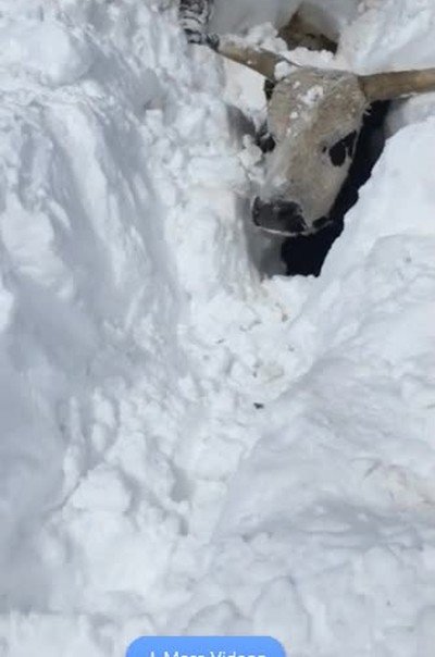 encontrar,debajo,nieve