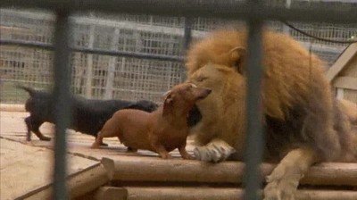 Enlace a Un león enorme es el mejor amigo de estos perritos