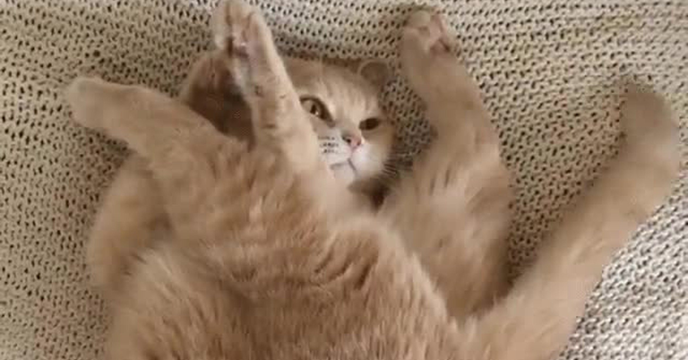 ¡Vaya GIF! / Gatos de IKEA que tienen que ser montados