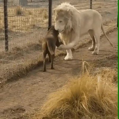 Enlace a El león más caballeroso que has visto nunca