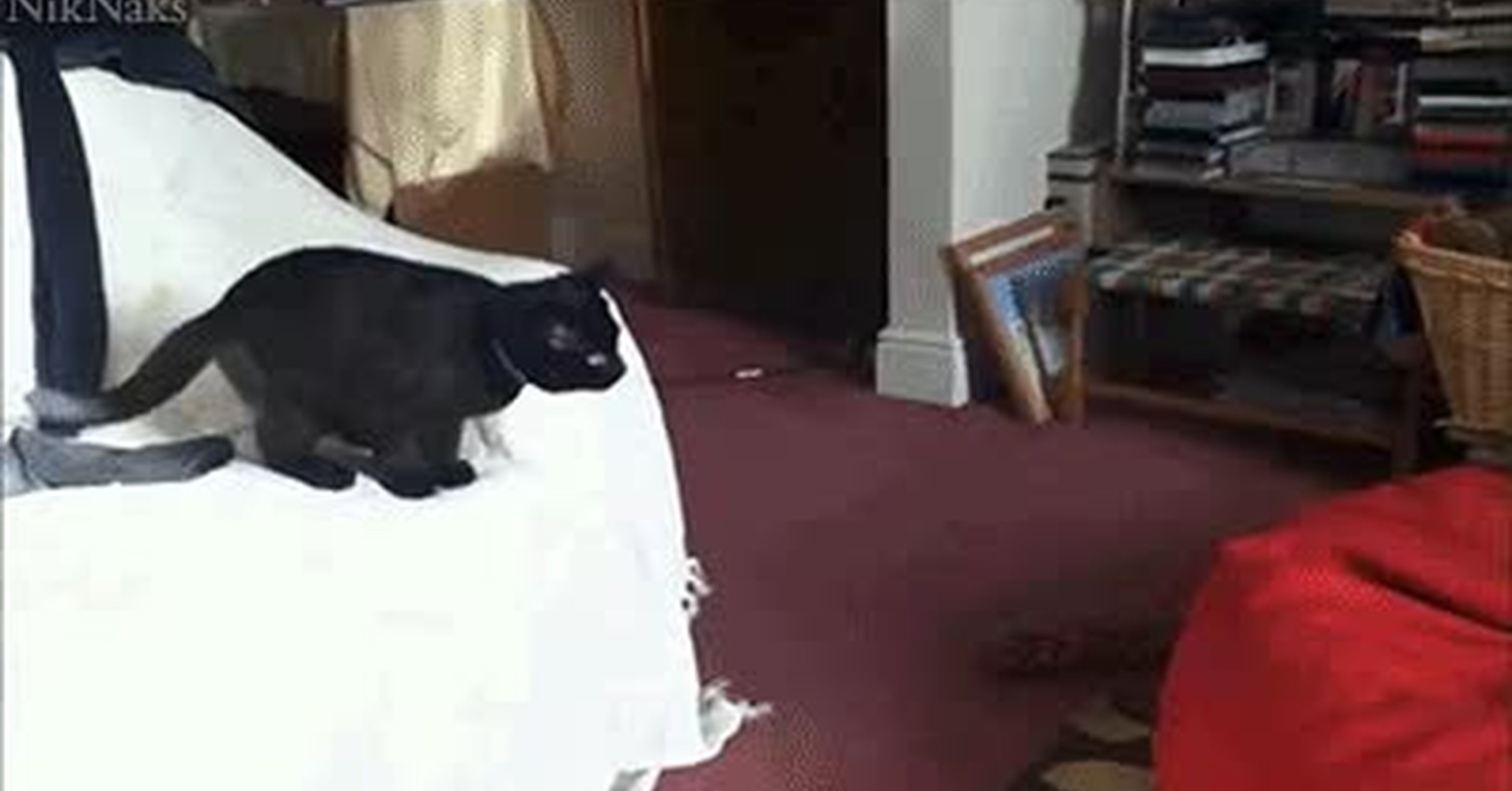 Открытки дню, кот прыгает гифка