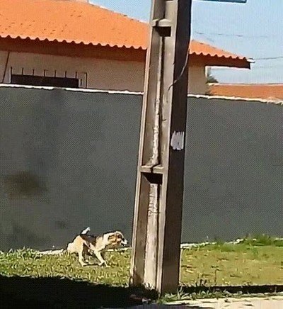intentar,perro,salto