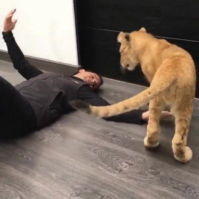 abrazo,animales,amor