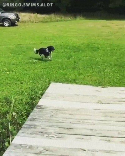 espectacular,salto,perro,agua