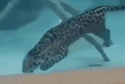 Enlace a Este jaguar ha demostrado ser un increíble nadador 