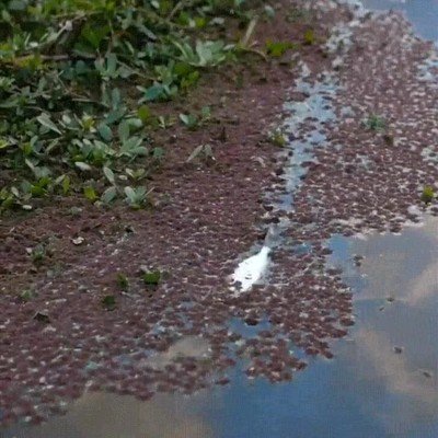 Enlace a Recuerda que siempre hay un pez más grande esperando a comerte