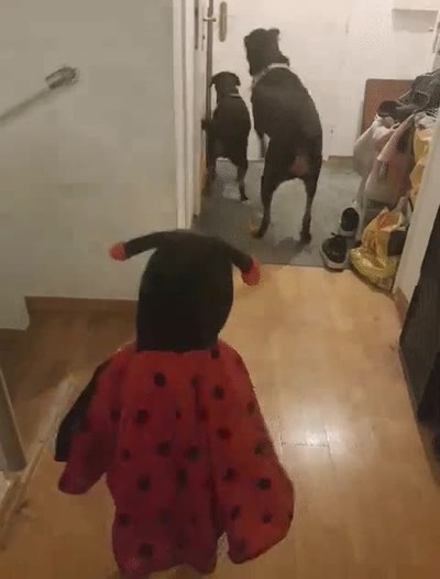 reaccion,familia,papa