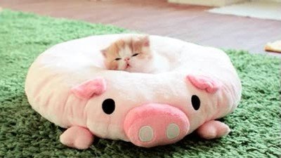 adorable,gato,dormir