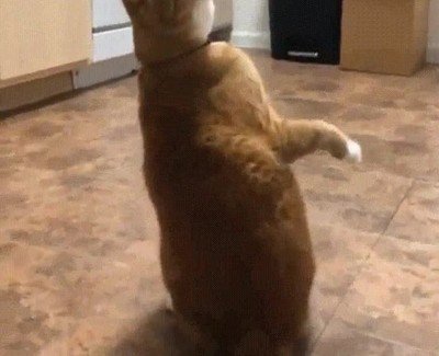 gatos,cerrar,burbuja