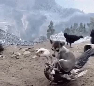 buen,lugar,perro,siesta