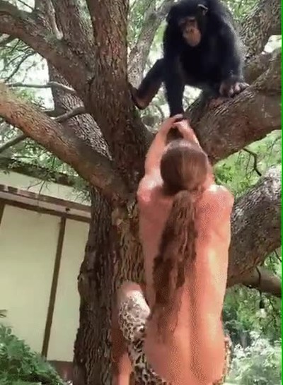 No lo parece pero los chimpancés tienen una fuerza en los brazos tremenda fuerza,brazos,chimpance