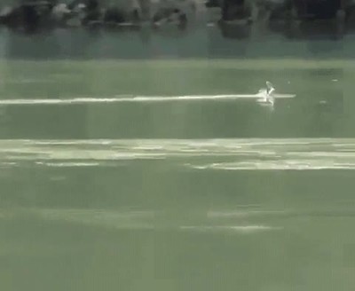 Enlace a Un verdadero maestro en el arte de hacer rebotar una piedra 