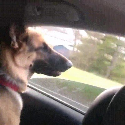 perro,morder,coches cruzar