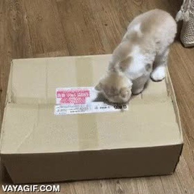 gatos,caja