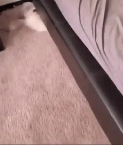 Cuando mi madre me pilla haciendo algo mal pero por dentro me sigo riendo cama,perro,reir
