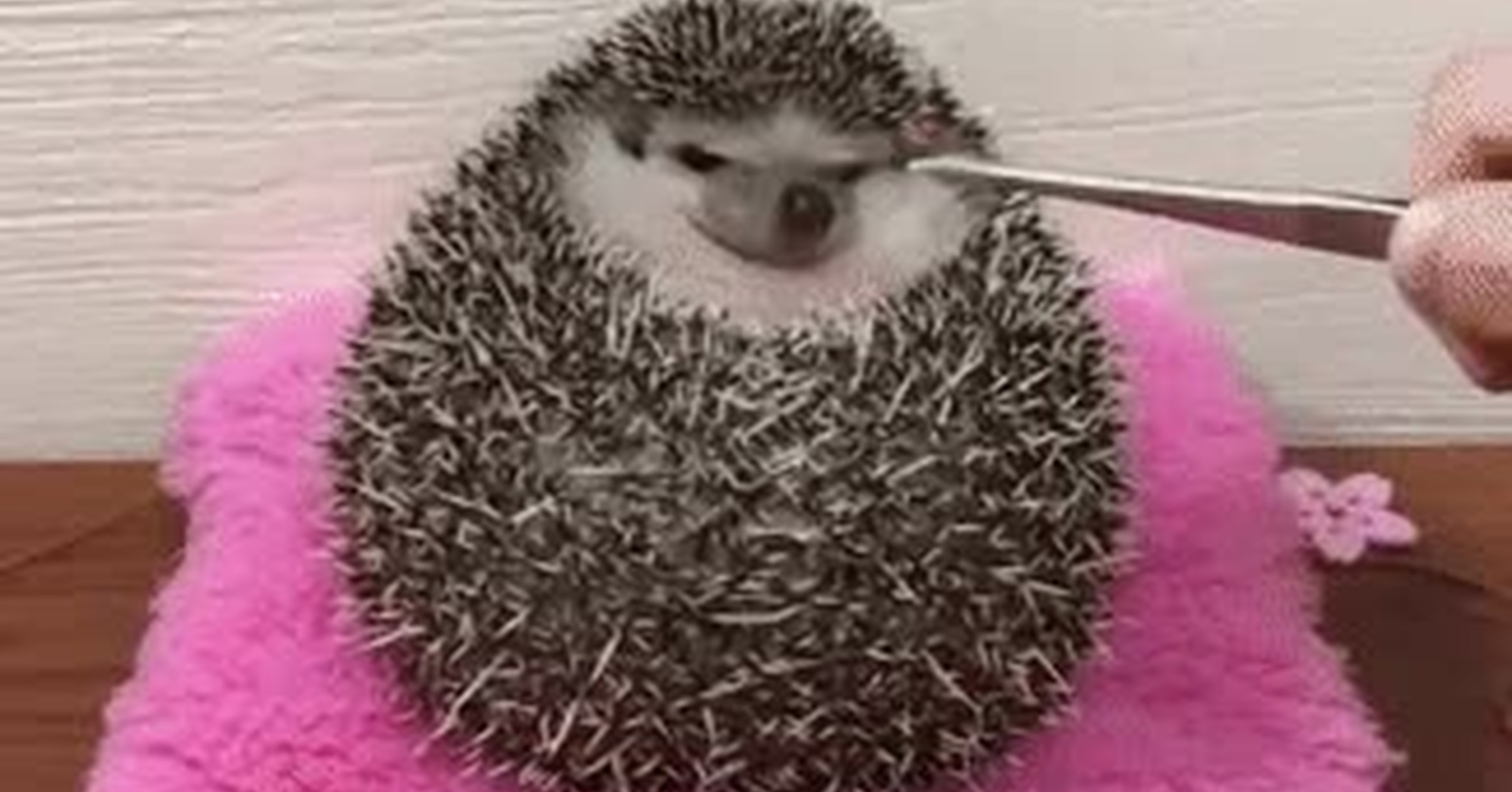 ¡Vaya GIF! / Cuando acabo de comer como una bestia en un restaurante y