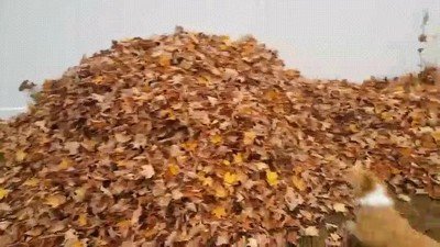 hojas,oto&ntilde;o,gato