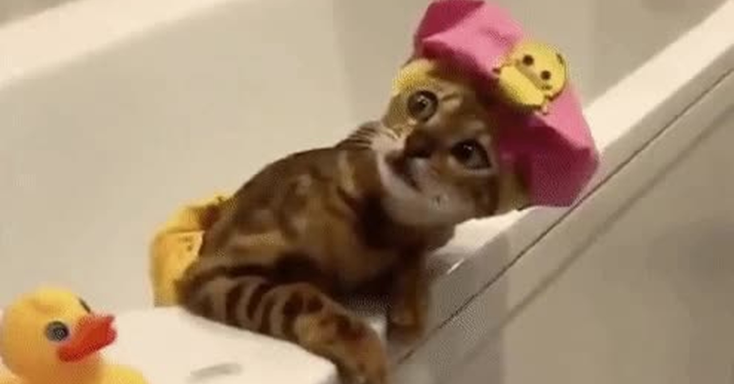 Кошка в чепчике