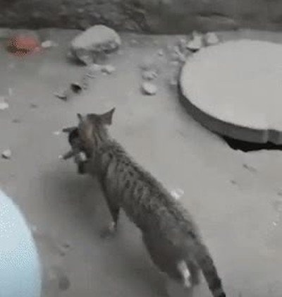 Enlace a Este gato desafía todas las leyes de la física 