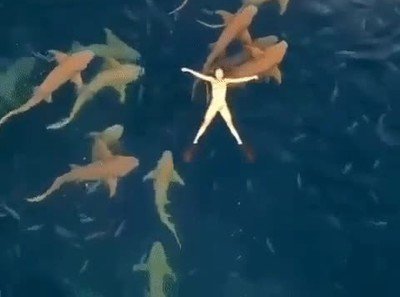 Enlace a ¿Te atreverías a nadar desnudo entre tiburones?