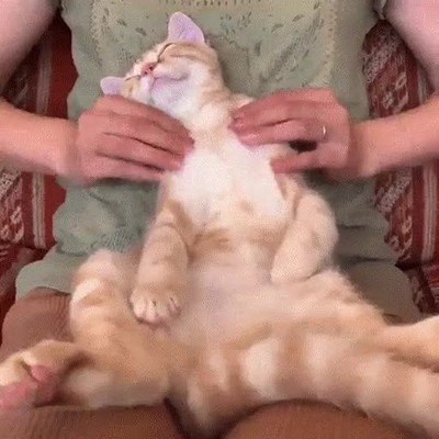 gato,masaje,feliz