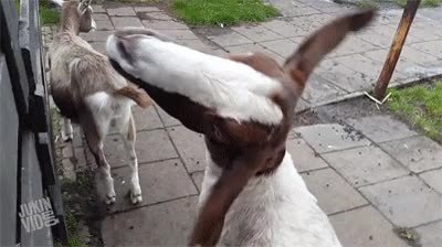 Enlace a Esta cabra ha visto demasiadas veces la peli del exorcista