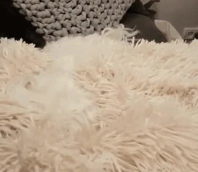 Enlace a Este perro es un genio en el arte del camuflaje 
