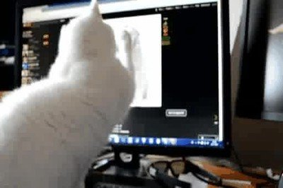 Enlace a Mi gato está literalmente flipando con la pantalla del ordenador