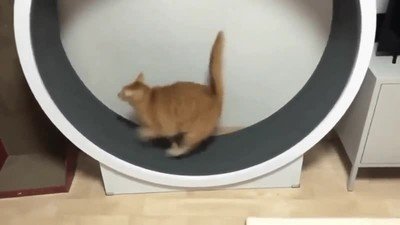 gato,gimnasio,ejercicio