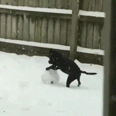 Enlace a ¿Habías visto alguna vez un perro haciendo un muñeco de nieve? 