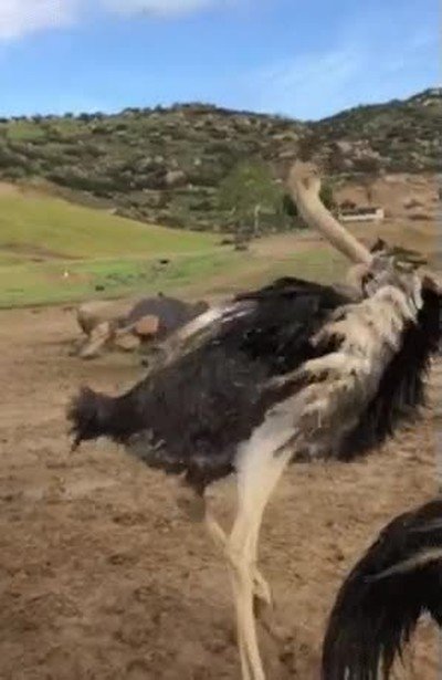 Enlace a Mi reacción cuando toco sin querer una telaraña 