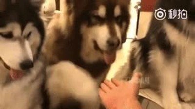 gato,costar,perro,mano