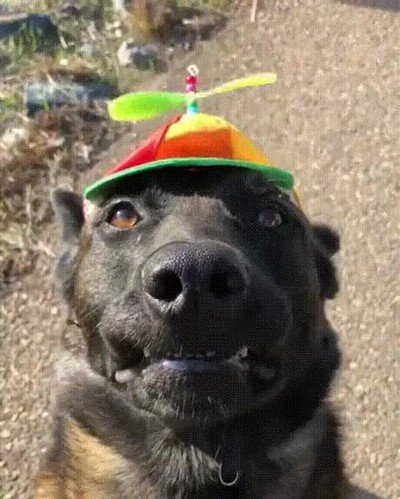 perro,capitulos,doraemon