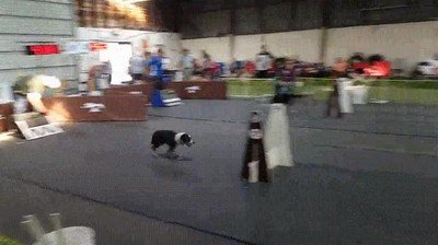 Enlace a Los perros más rápidos del mundo