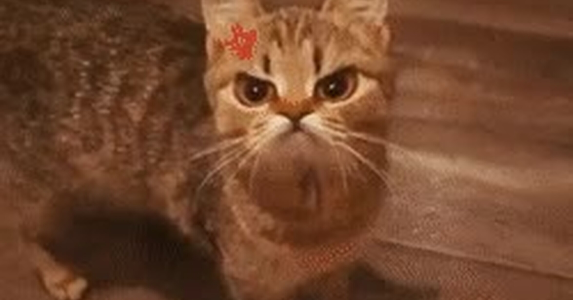 ¡Vaya GIF! / Con este filtro el gato está siempre enfadado y es de lo