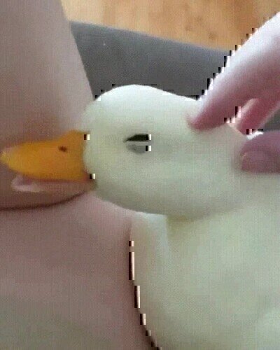 La cara de este pato disfrutando es lo más cuqui que verás en todo el día cara,cuqui,disfrutar,pato