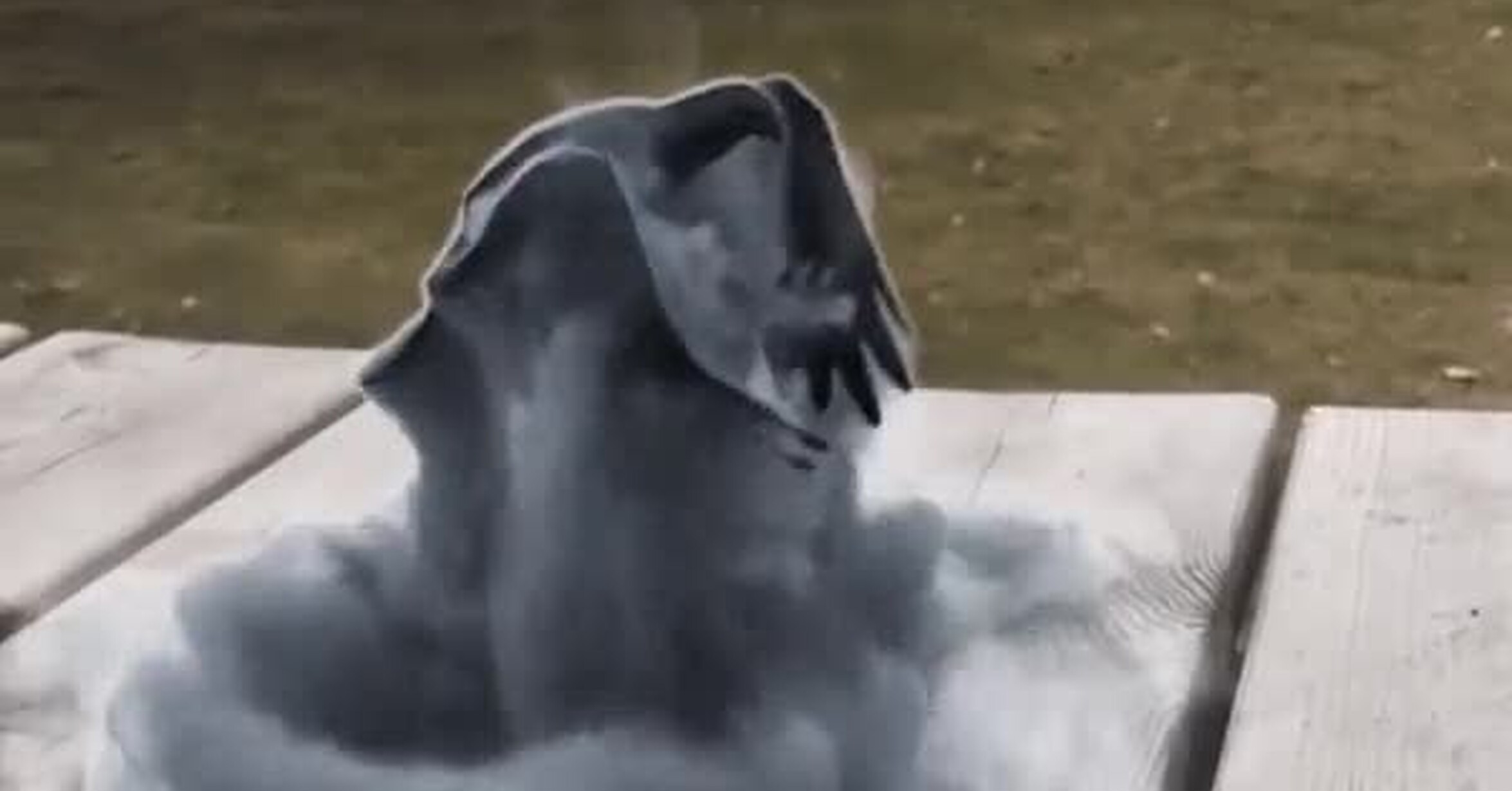 ¡Vaya GIF! / Los animales de humo existen y están entre nosotros