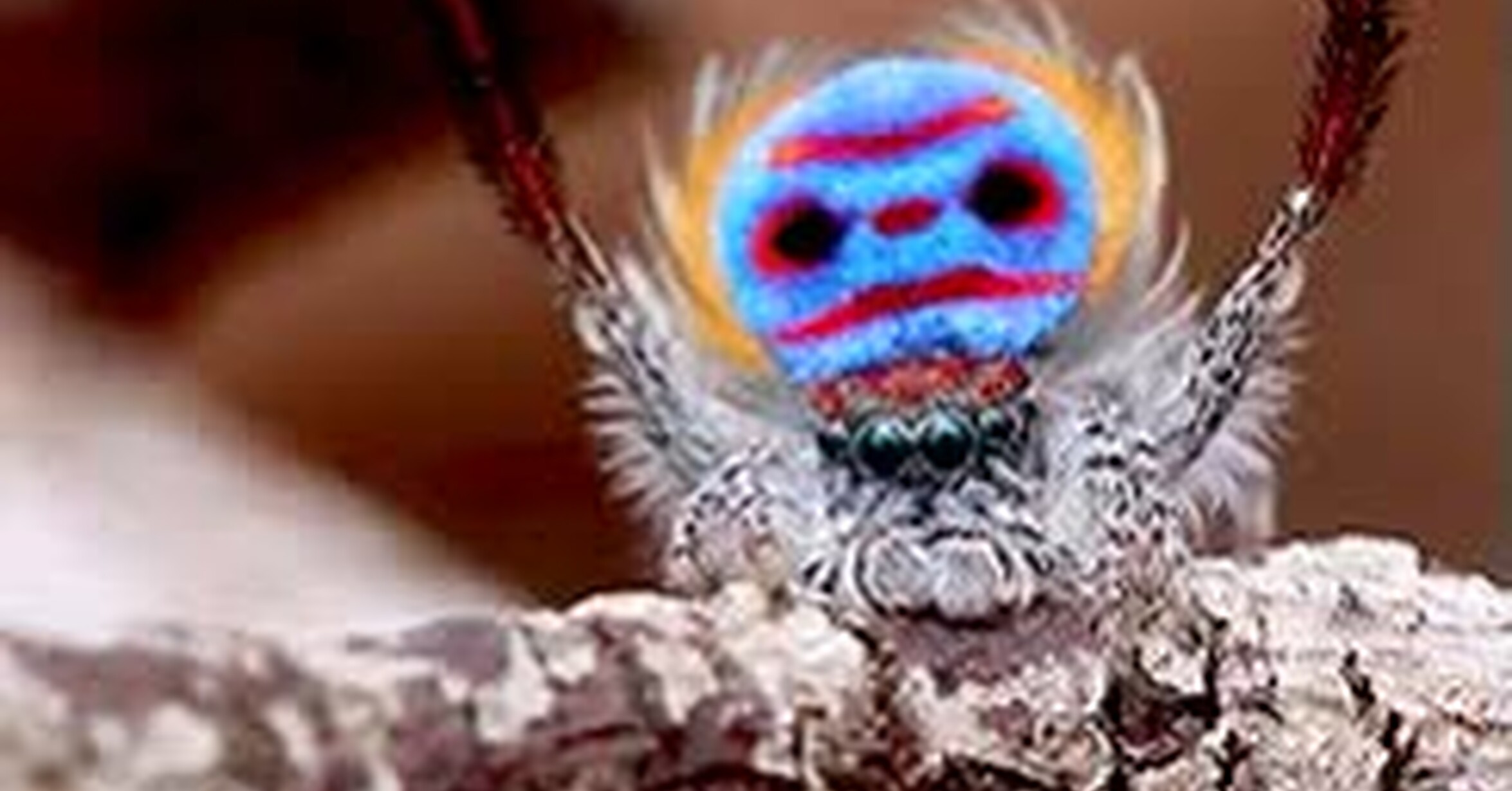 ¡Vaya GIF! / Las arañas llamando la atención para poder ligar