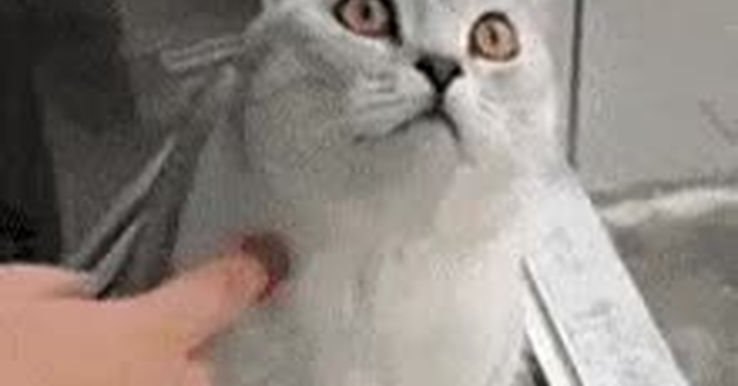 ¡Vaya GIF! / Gato.exe ha dejado