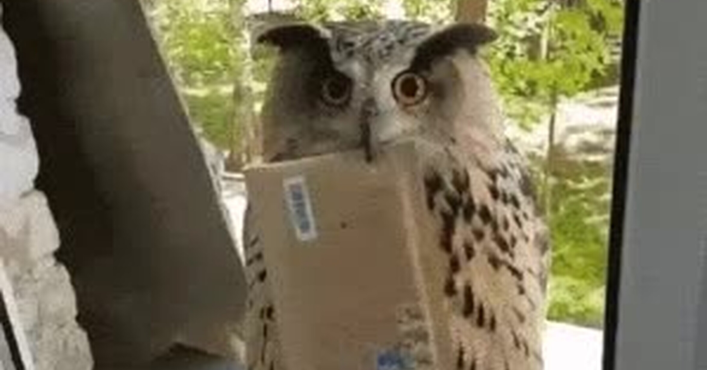 ¡Vaya GIF! / Por fin me ha llegado la invitación a Hogwarts