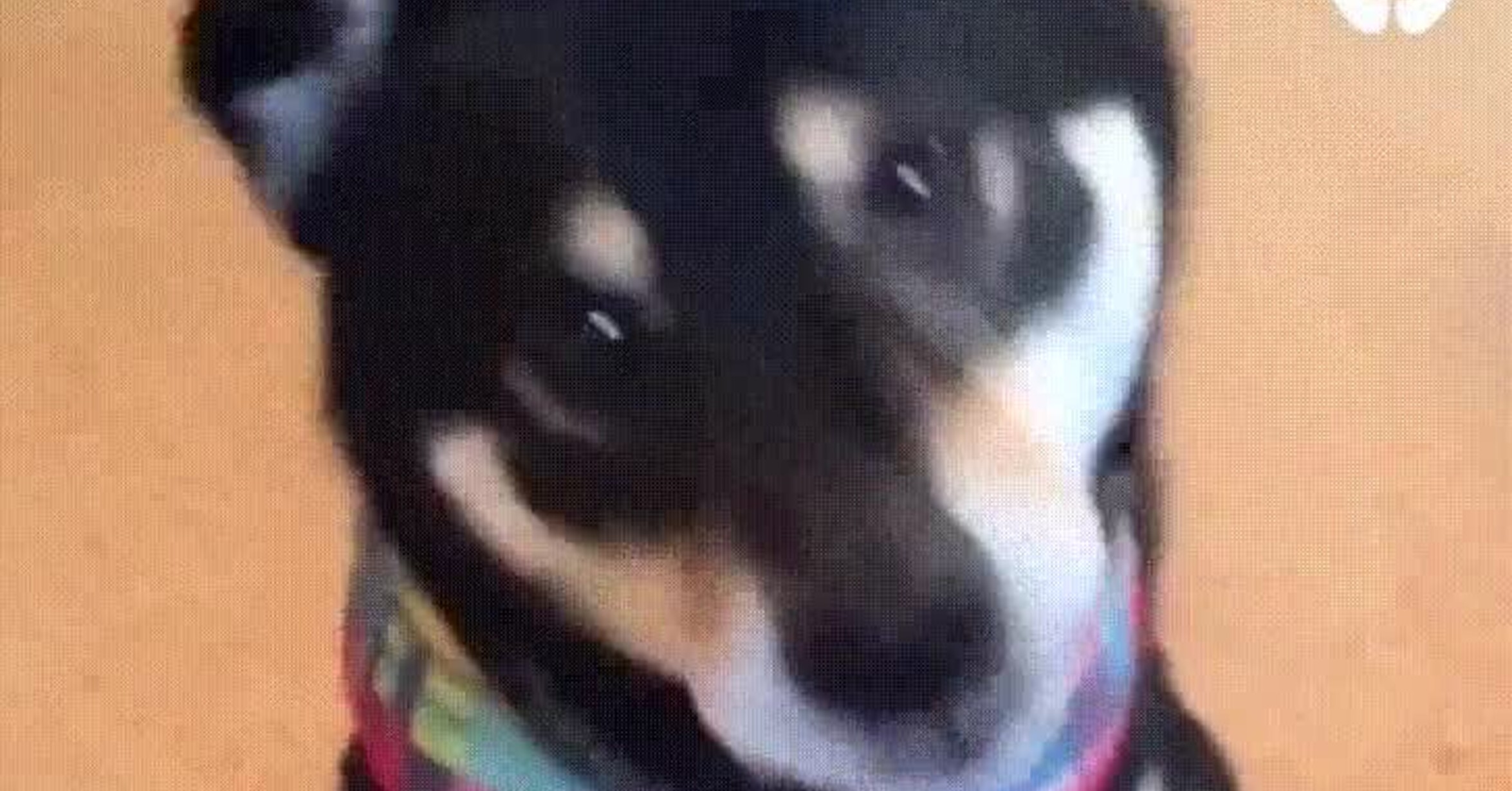 ¡Vaya GIF! / En un suspiro lo caza todo