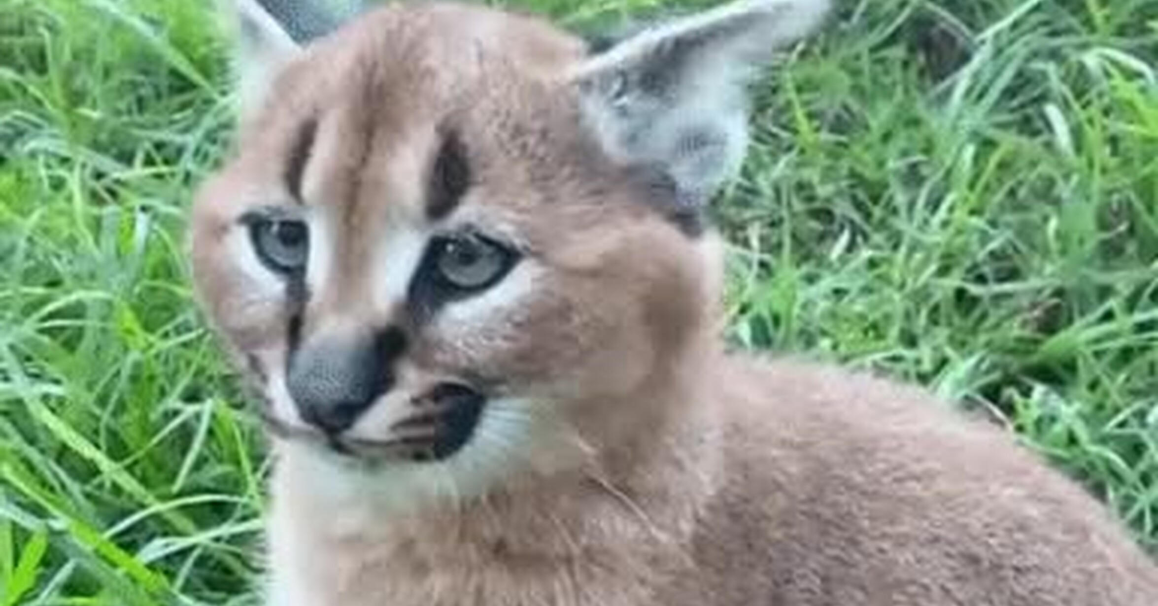 Es Legal Tener Un Gato Caracal En Espana
